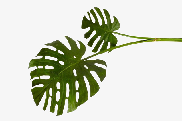 botanica